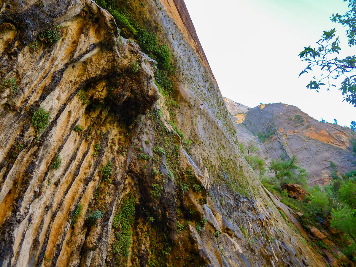 Weeping Wall trail in Zion National Park leads to beautiful hanging gardens