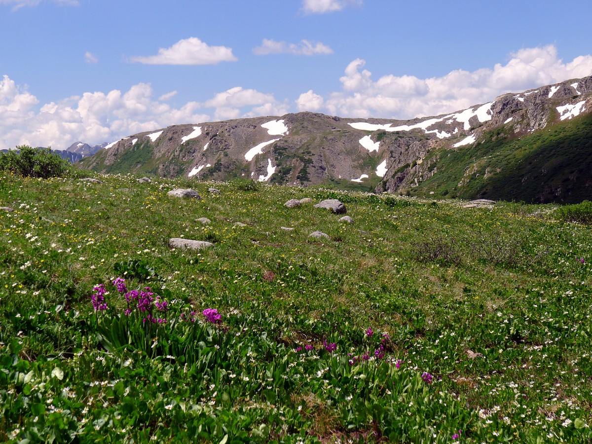Wildflowers on the Lost Man Trail Hike near Aspen, Colorado