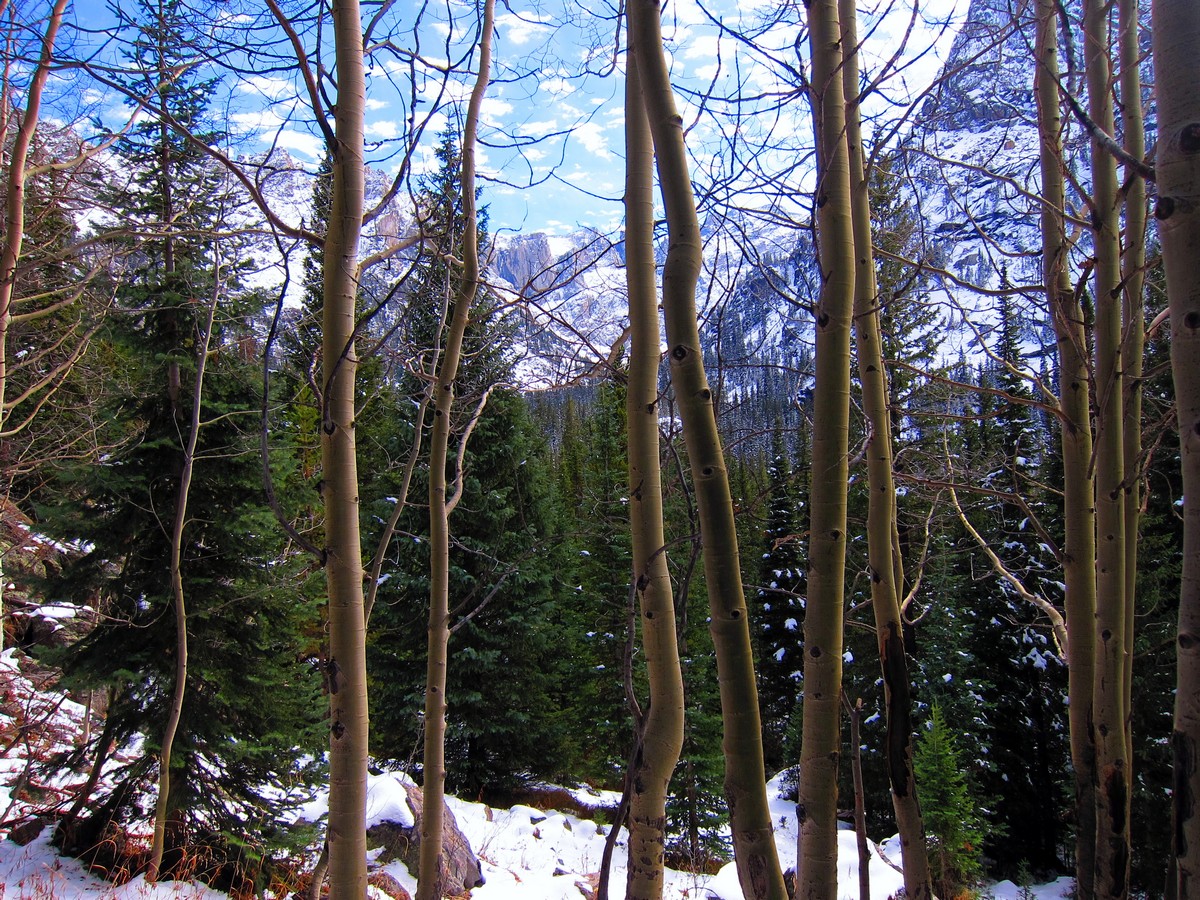 Aspens along the Lone Eagle Peak Hike in Indian Peaks, Colorado