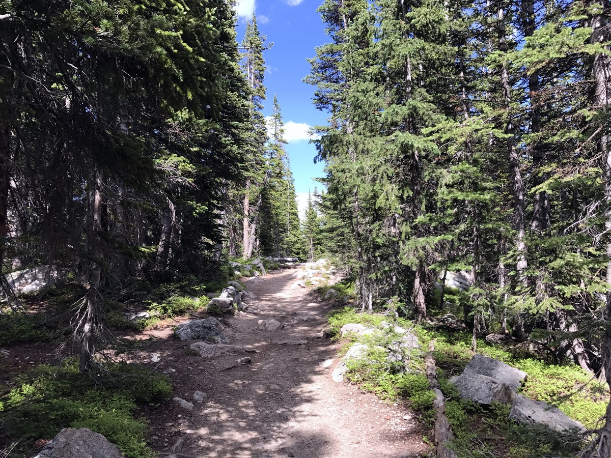 Walking through the forest on the Long Lake Trail Hike in Indian Peaks, Colorado