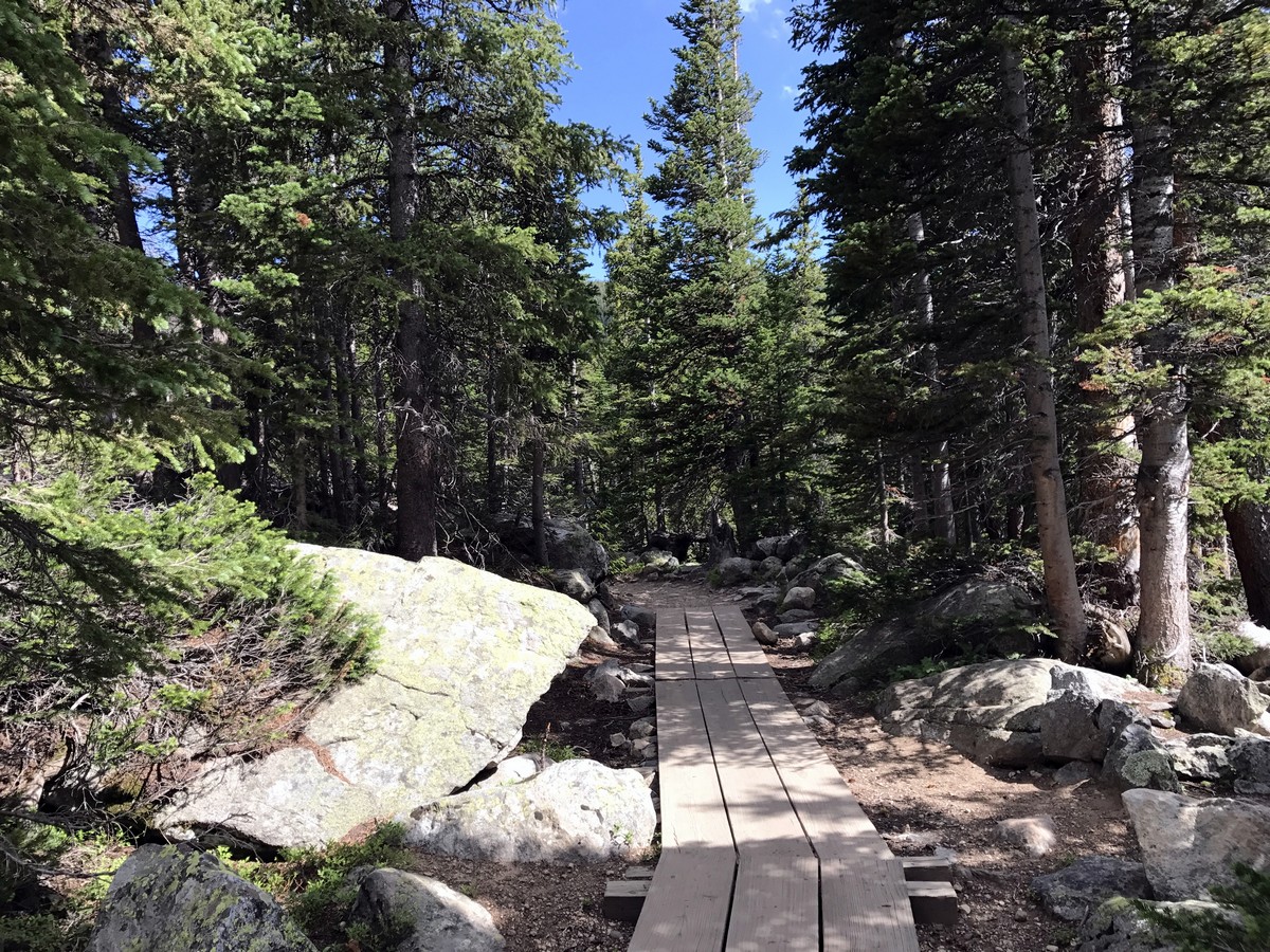 Forest on the Long Lake Trail Hike in Indian Peaks, Colorado