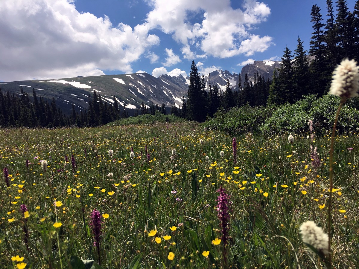 Wildflowers on the Long Lake Trail Hike in Indian Peaks, Colorado