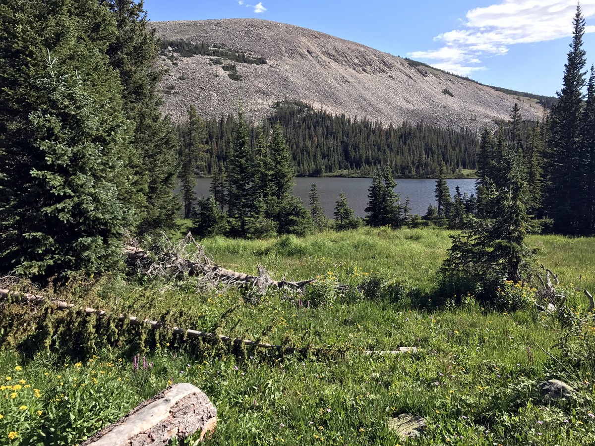 Alpine Meadow on the Blue Lake Trail Hike in Indian Peaks