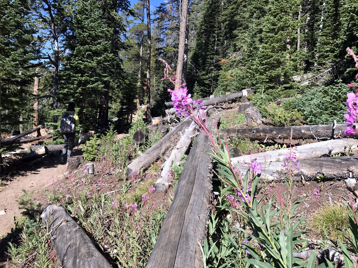 Wildflowers of the Rainbow Lake Trail Hike in Indian Peaks, Colorado
