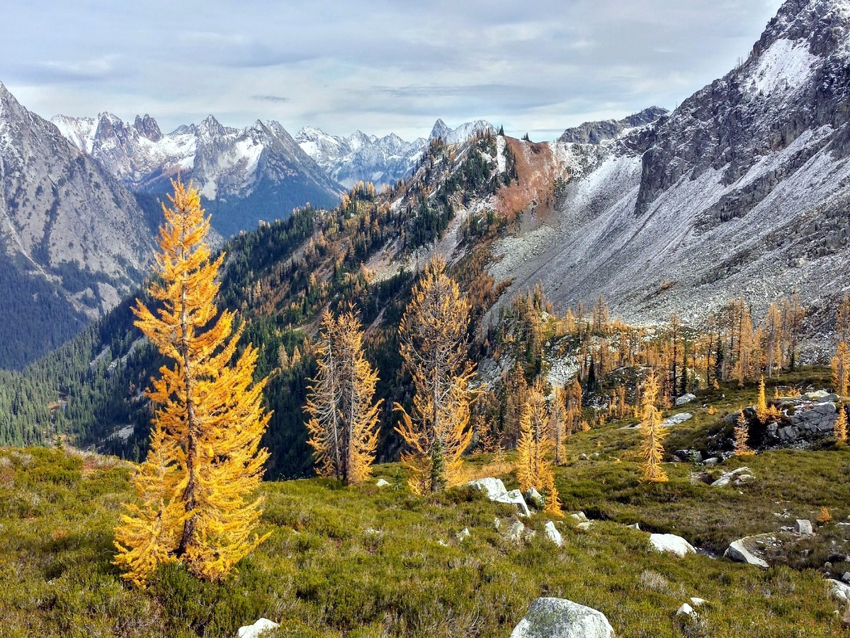 Golden larches in the fall from the Maple Pass Loop Hike in North Cascades, Washington