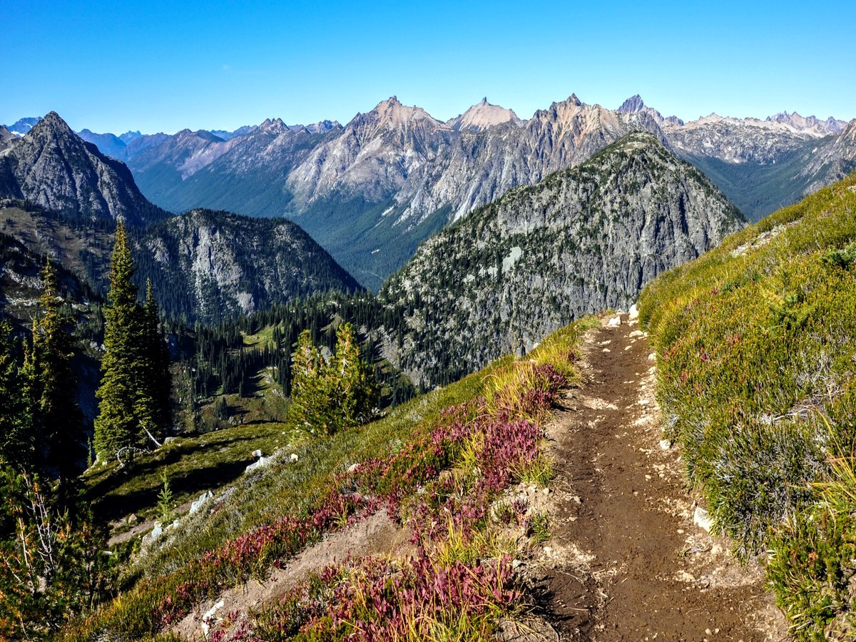 Trailside foliage on the Maple Pass Loop Hike in North Cascades, Washington