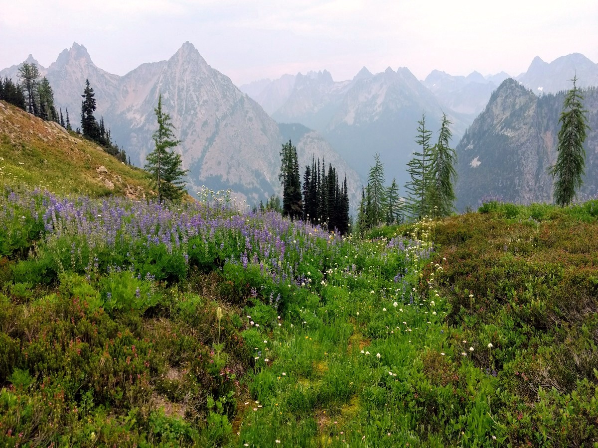 Wildflowers on the Maple Pass Loop Hike in North Cascades, Washington