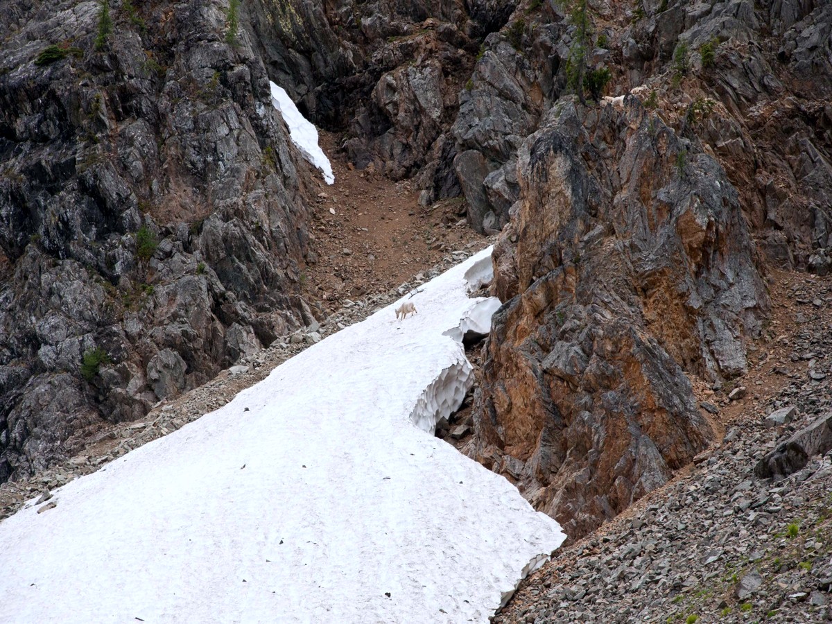 Mountain goats along the Blue Lake Hike in North Cascades, Washington