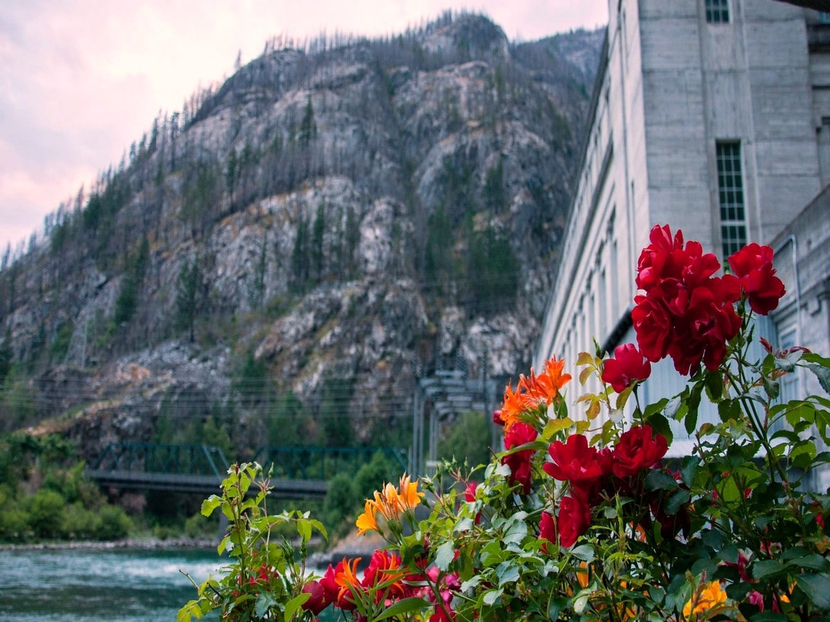 Flowers at Gorge Powerhouse on the Ladder Creek Falls Hike in the North Cascades National Park, Washington