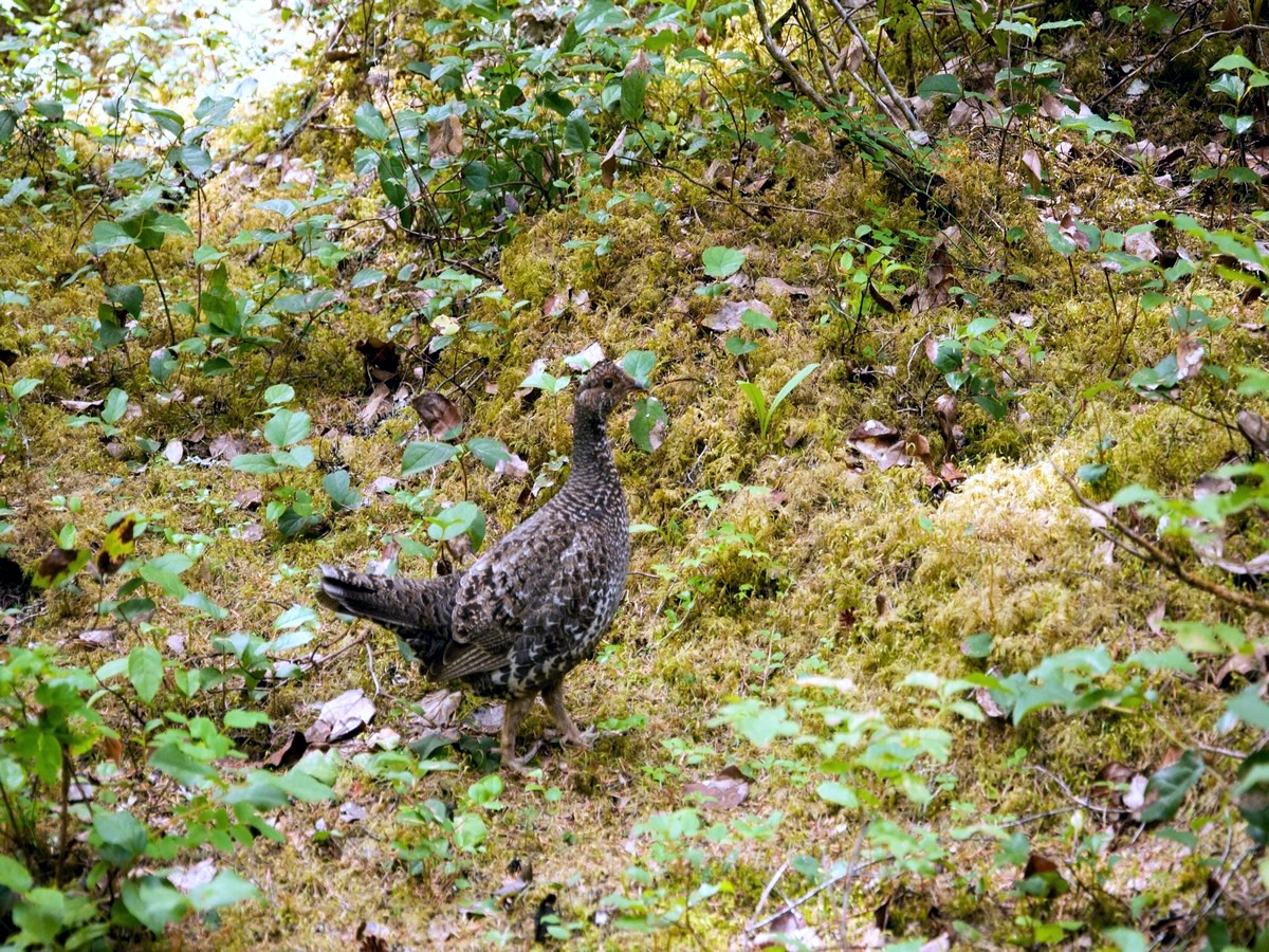 Grouse near the trail on the Thunder Creek Trail Hike in North Cascades National Park, Washington