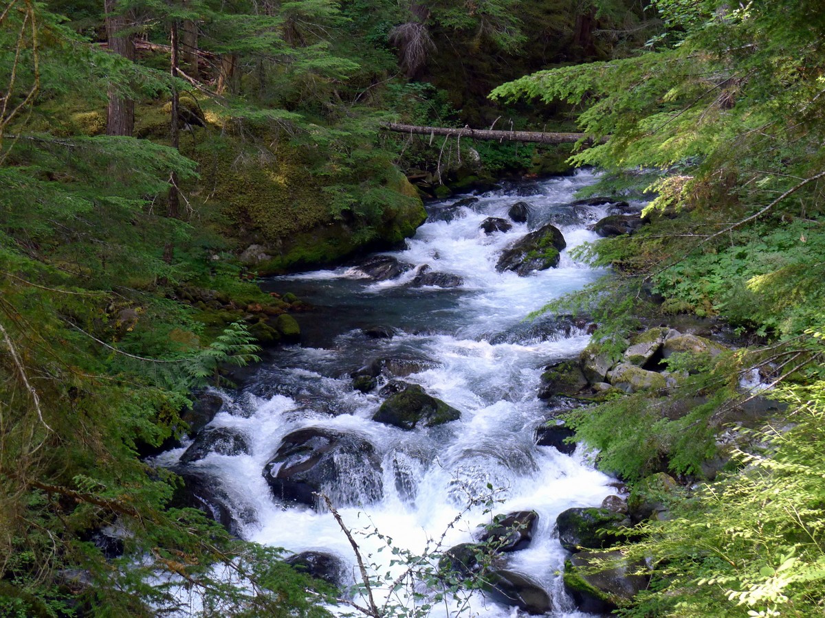 Lush creek on the Royal Basin hike in Olympic National Park