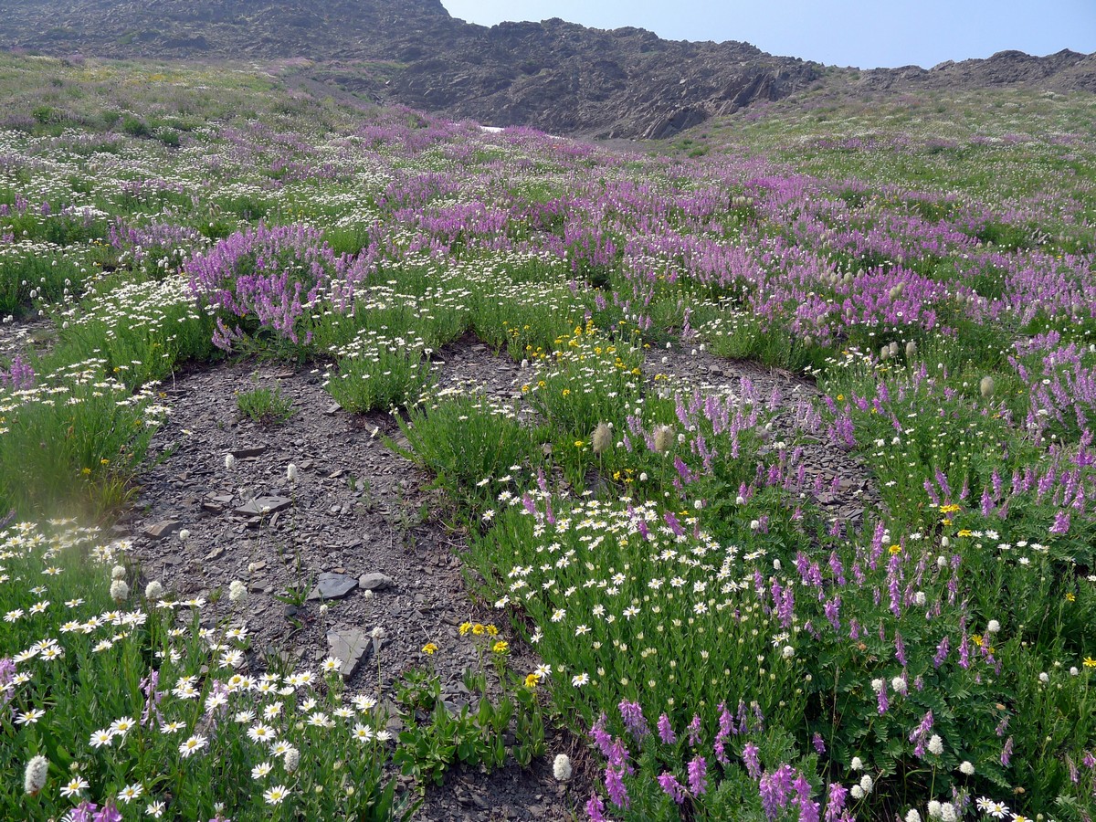 Wildflowers on the Obstruction Point Hike in Olympic National Park, Washington