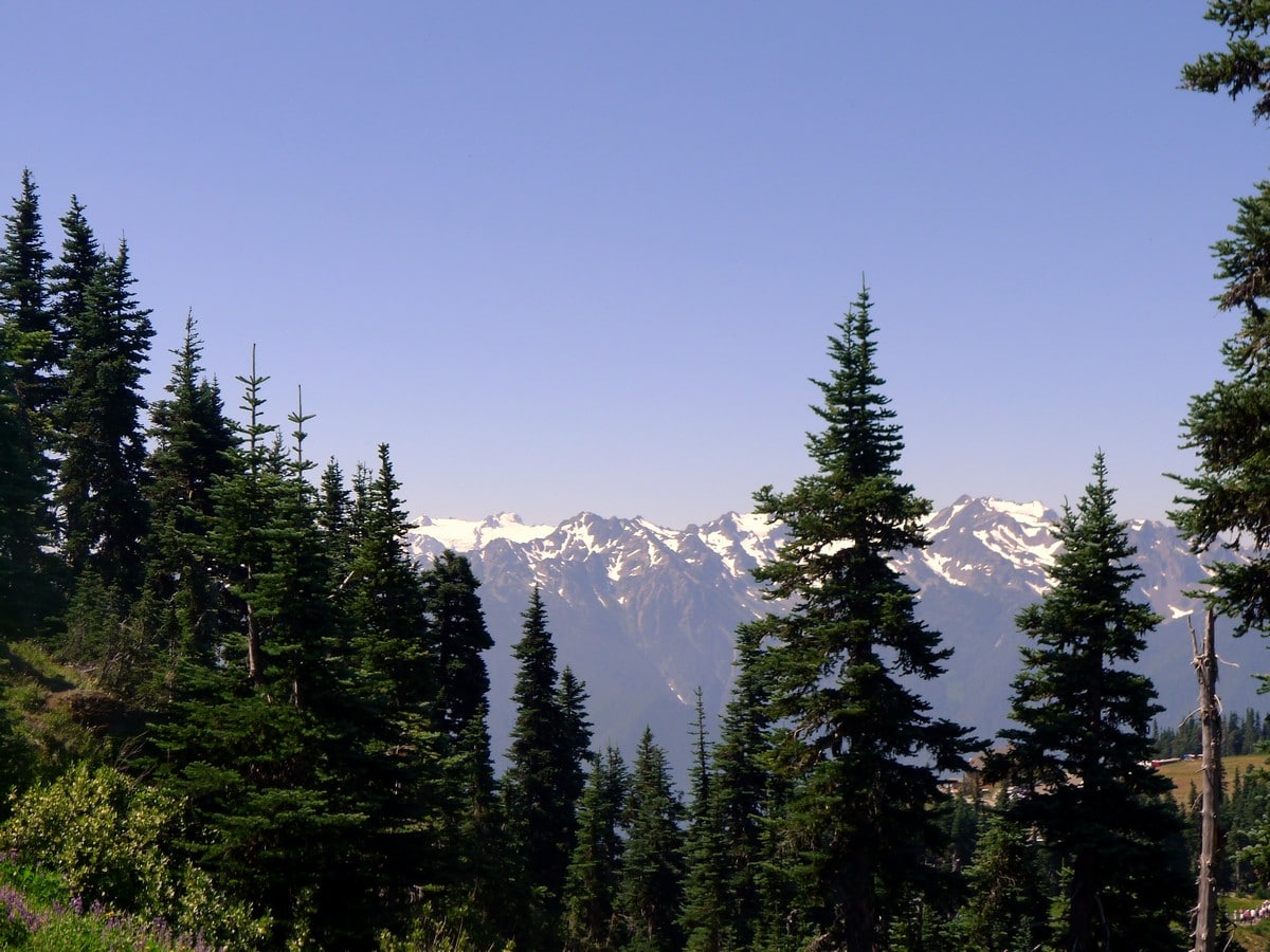Klahhane Ridge trail in Olympic National Park, Washington