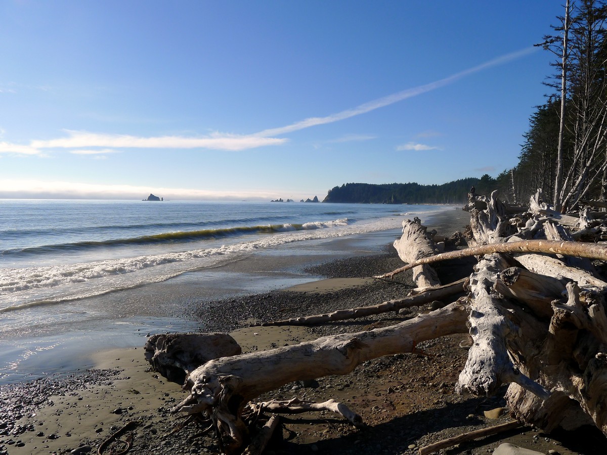 Driftwood on the beach on the Hole in the Wall Hike in Olympic National Park