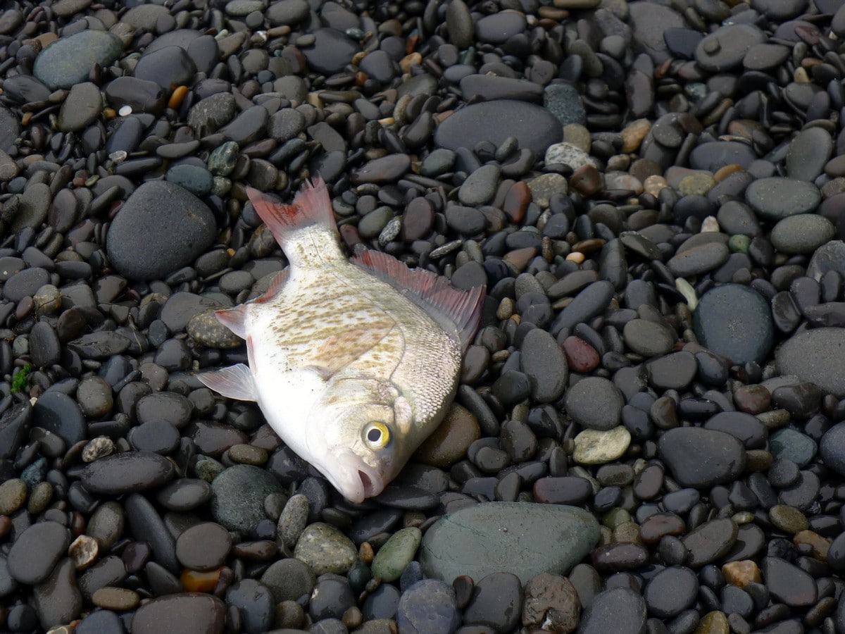 Fresh fish on the Hole in the Wall Hike in Olympic National Park