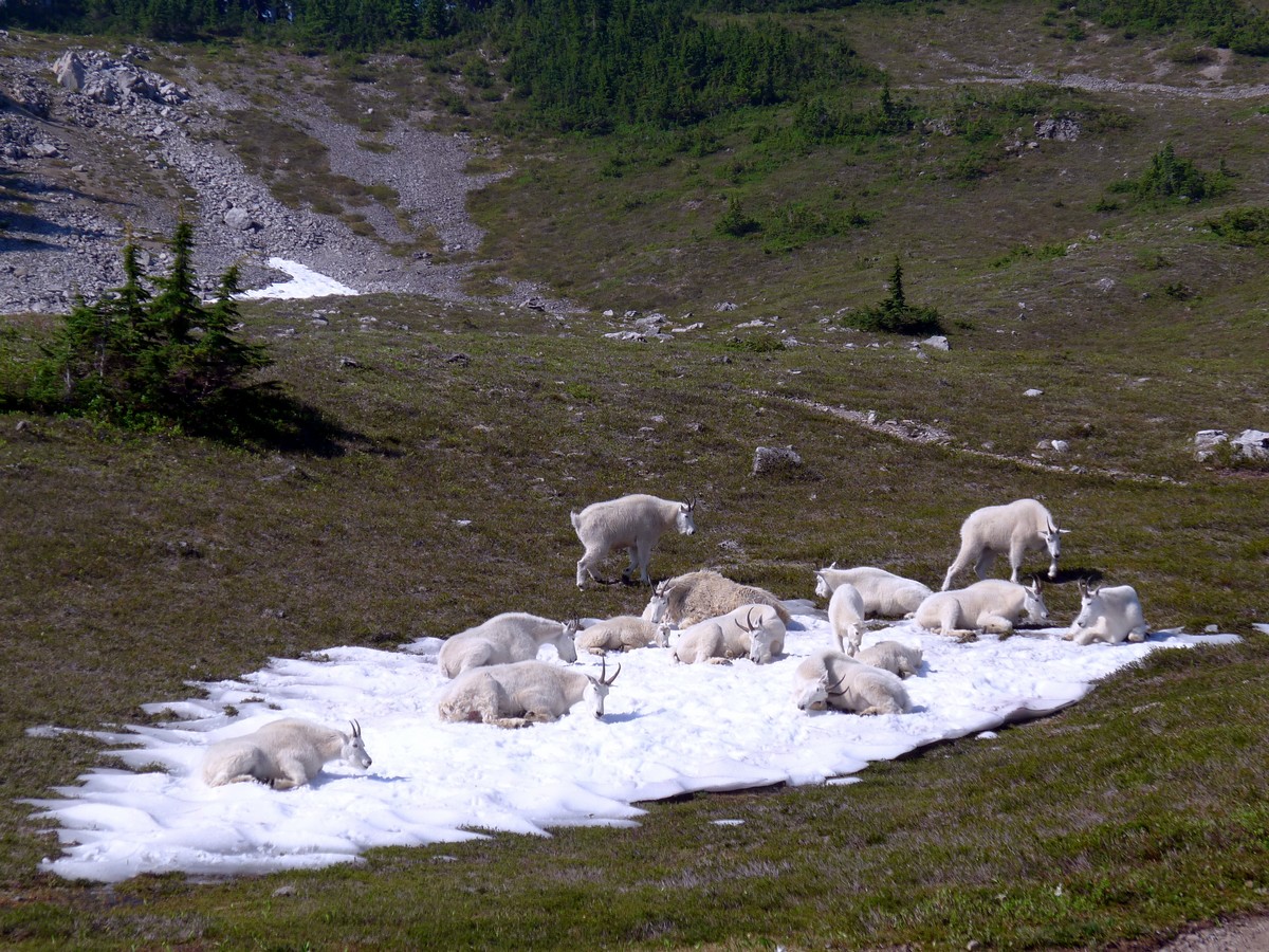 Goats cooling off in the summer heat on the High Divide Loop Hike in Olympic National Park