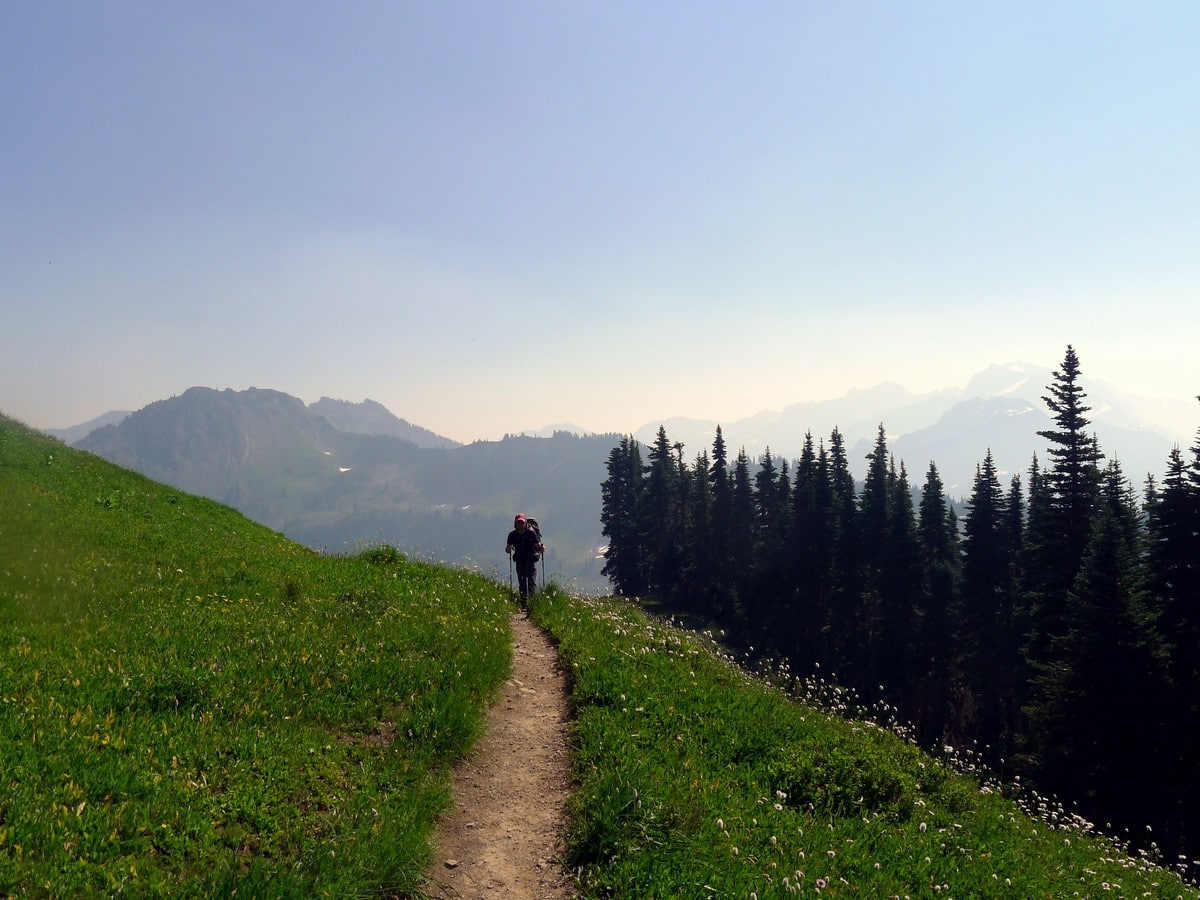 Wildflowers on the High Divide Loop Hike in Olympic National Park