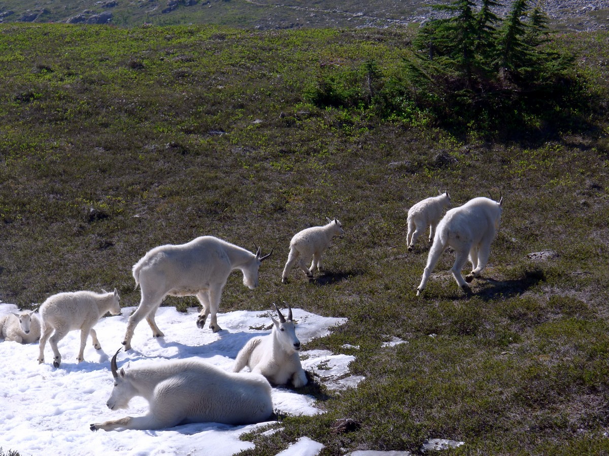 Mountain goats on the High Divide Loop Hike in Olympic National Park