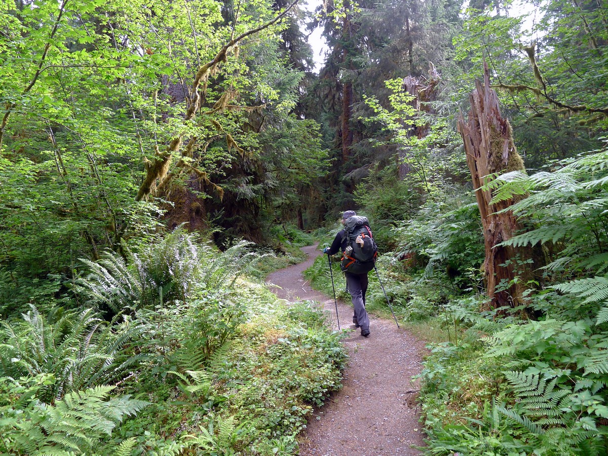 Path through the forest on the Hoh River Trail Hike in Olympic National Park