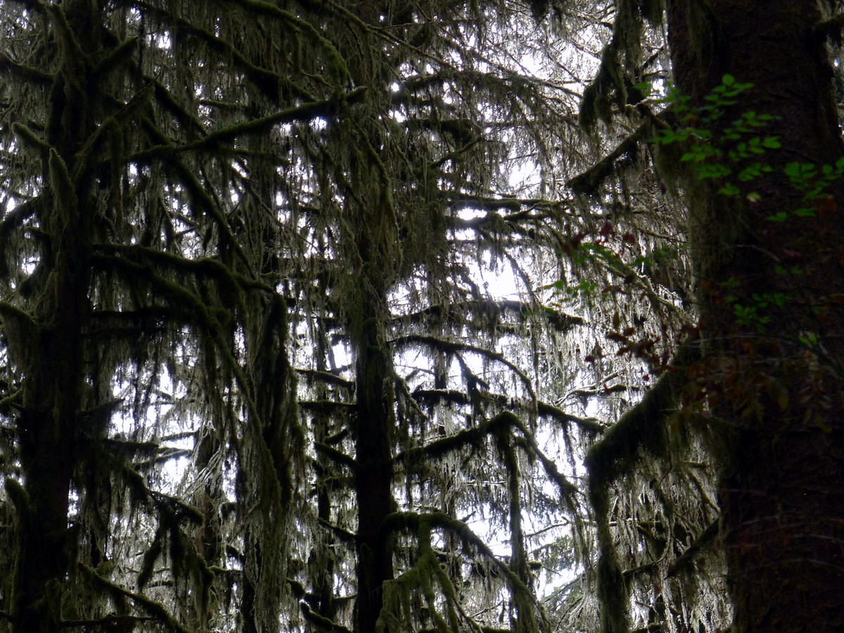 Beautiful scenery of the Hoh River Trail Hike in Olympic National Park