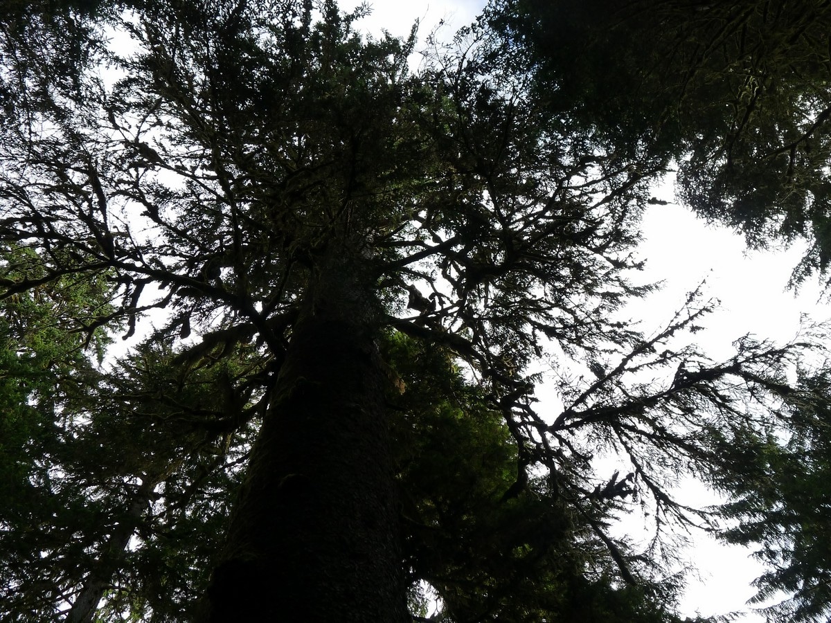 Huge trees on the Hoh River Trail Hike in Olympic National Park