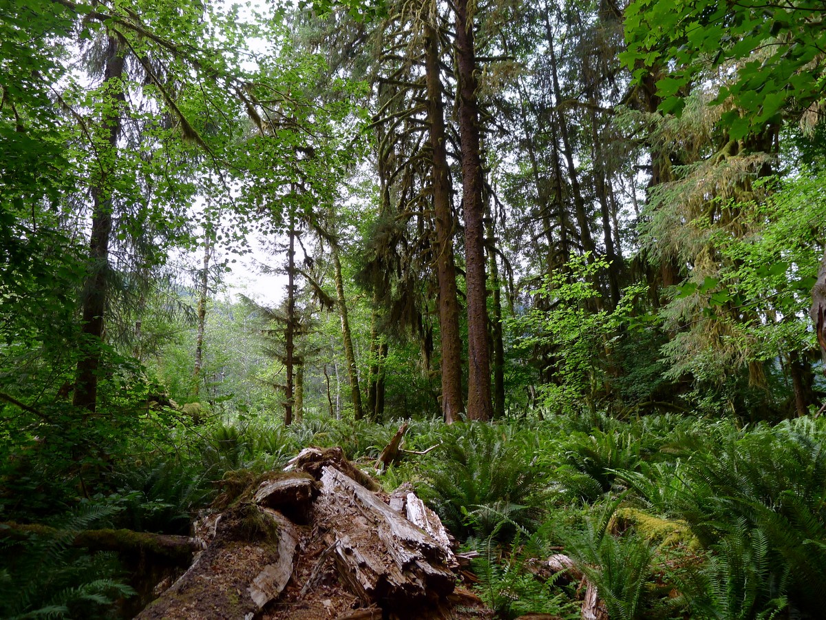 Dense forest of the Hoh River Trail Hike in Olympic National Park