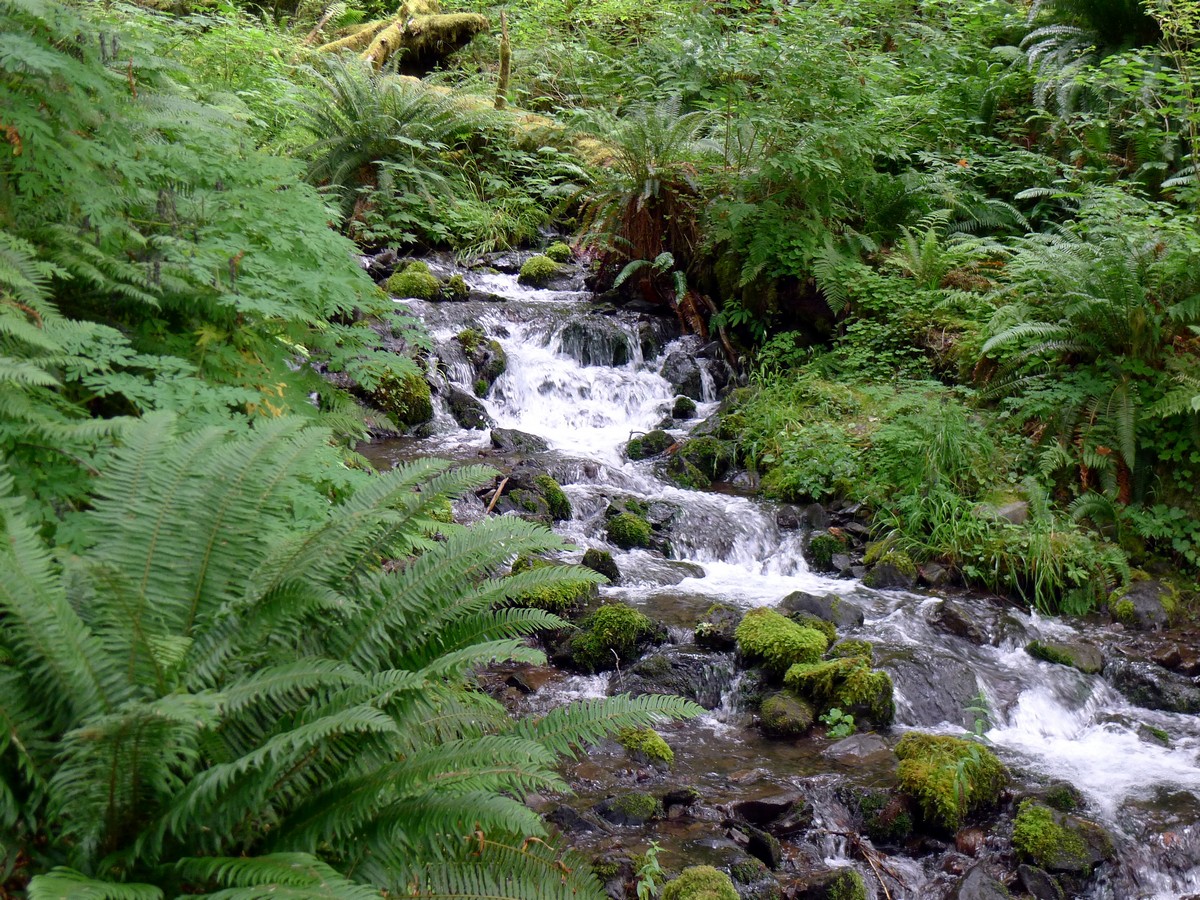 Creeks running across the Hoh River Trail in Olympic National Park