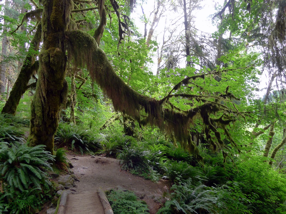 Old man's beard on the Hoh River Trail Hike in Olympic National Park