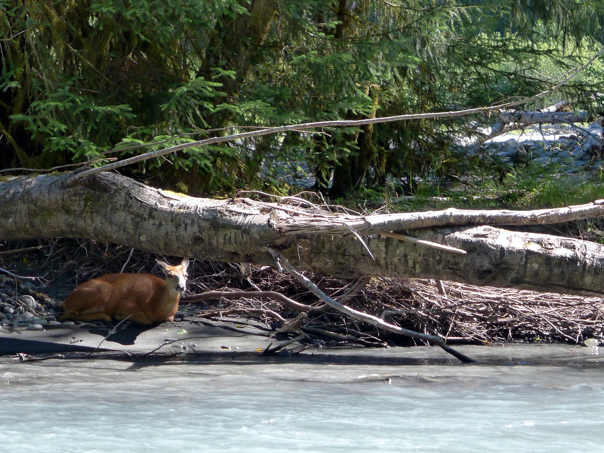 A deer hanging out on Mile Island on the Hoh River Trail Hike in Olympic National Park