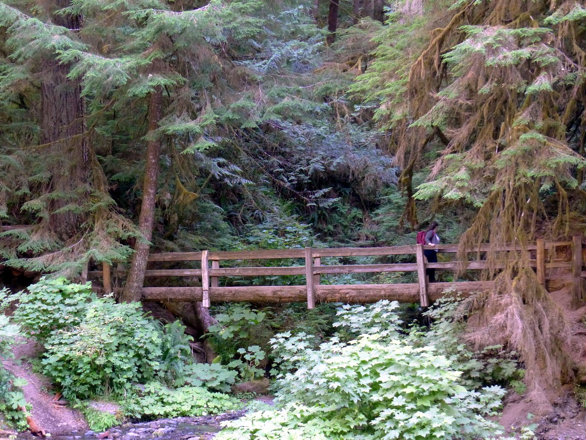 The bridge on the Marymere Falls Hike in Olympic National Park, Washington