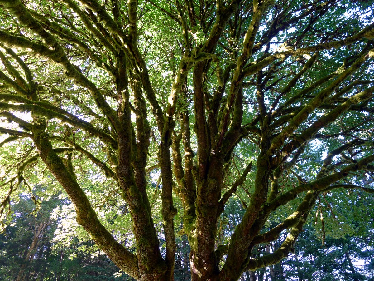 Impressive tree on the Marymere Falls Hike in Olympic National Park, Washington