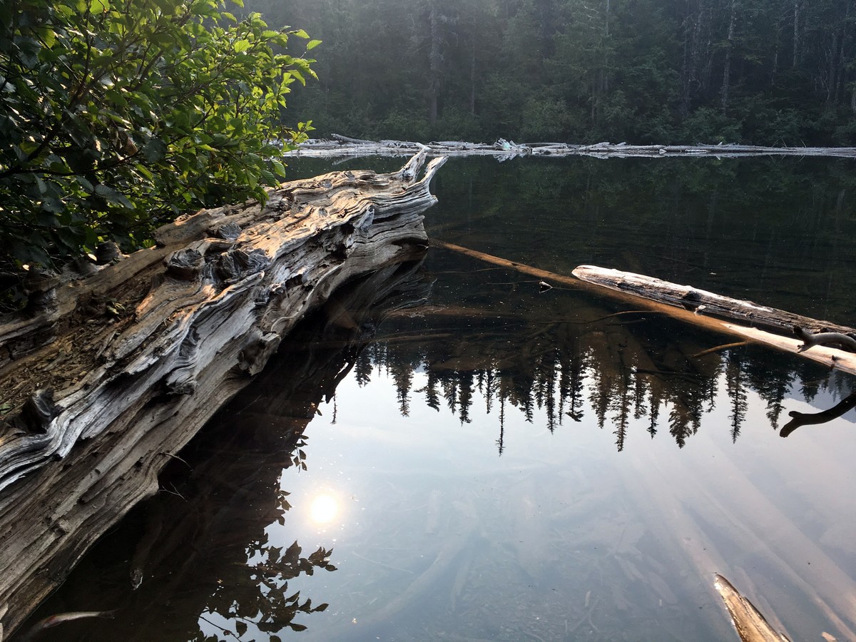 Deadwood in the lake on the Third Beach trail in Olympic National Park, Washington