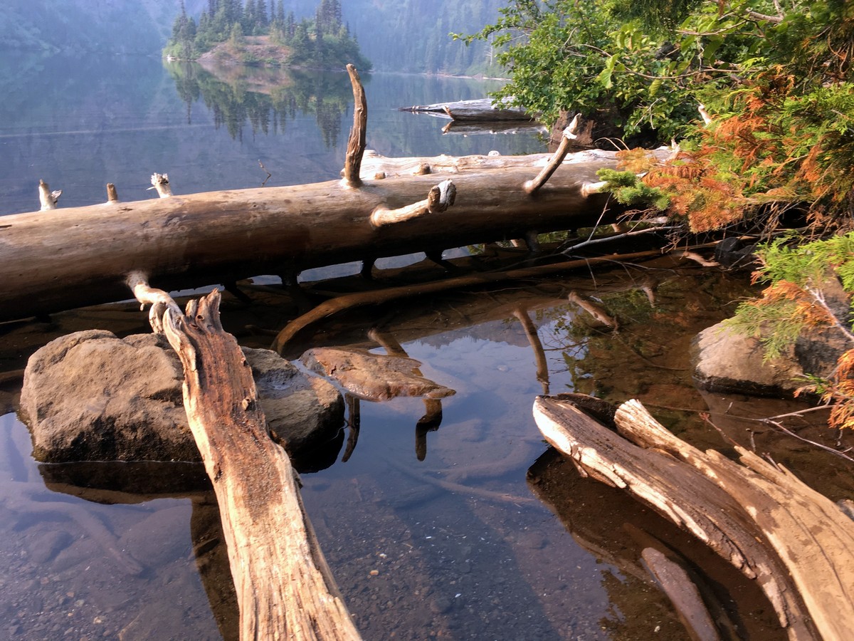 Early morning light on the Third Beach trail in Olympic National Park, Washington