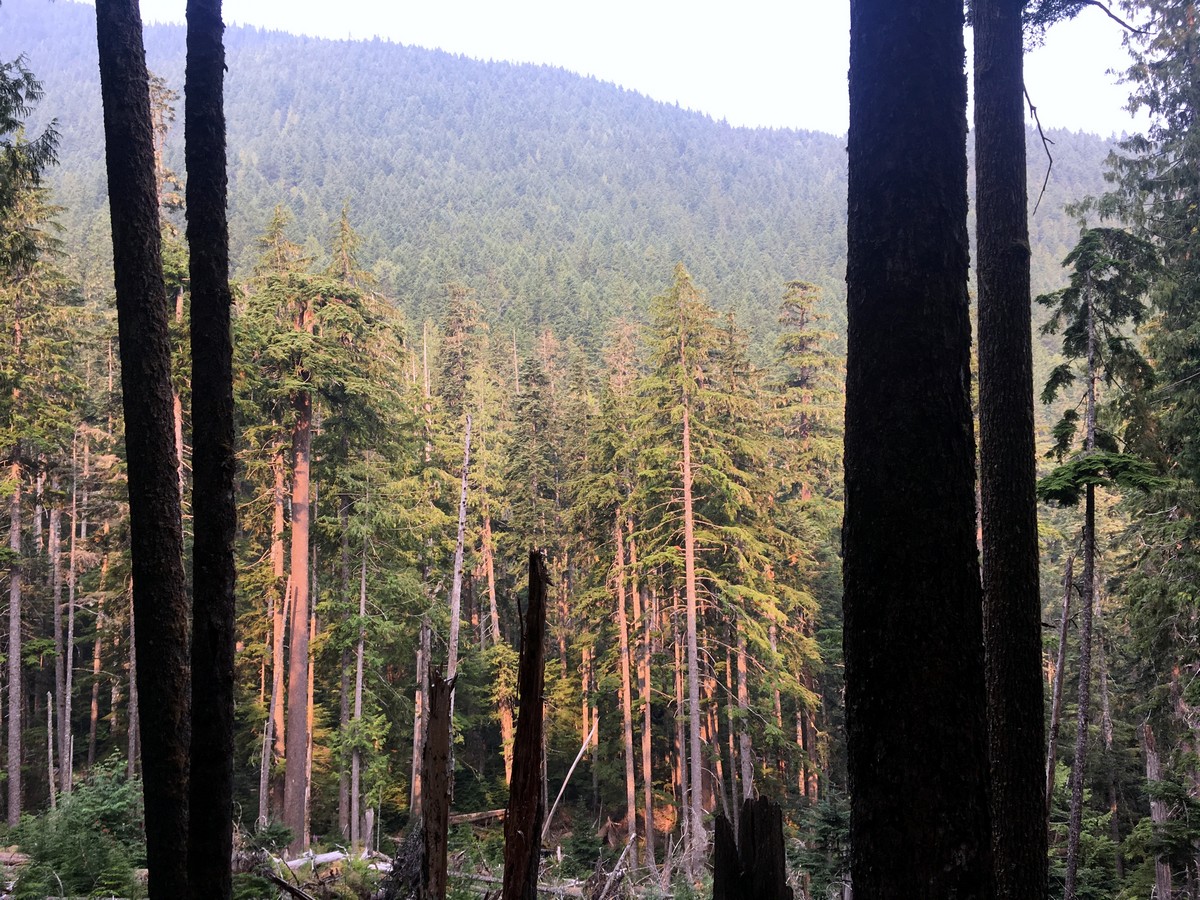 Looking across a meadow on the Third Beach trail in Olympic National Park, Washington