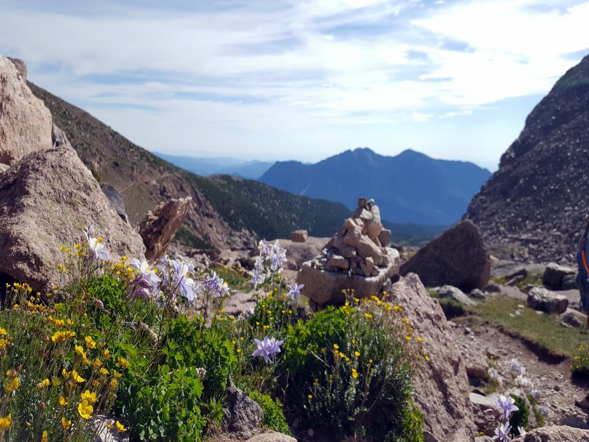 Columbines from the Chasm Lake Hike in Rocky Mountains National Park, Colorado