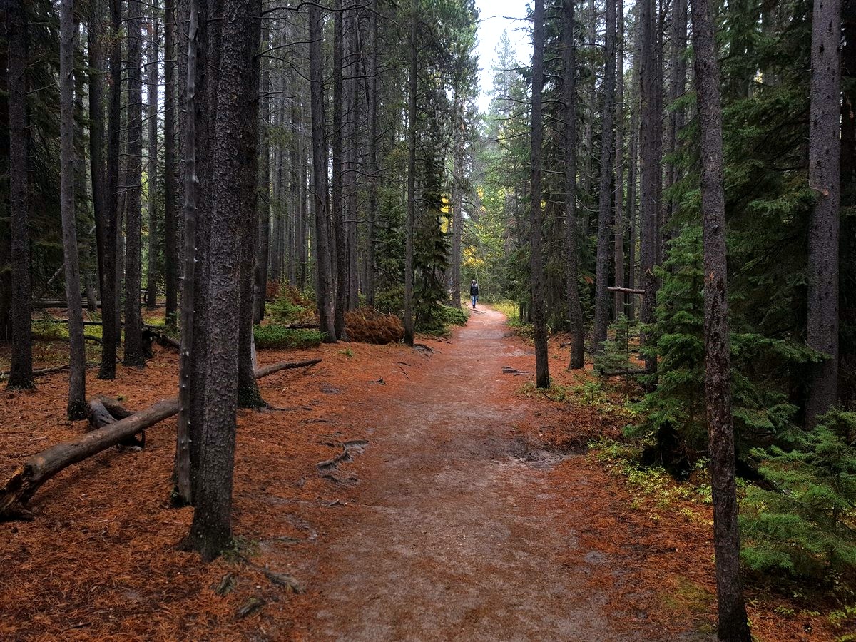 Forest on the Ouzel Falls Hike in the Rocky Mountain National Park, Colorado