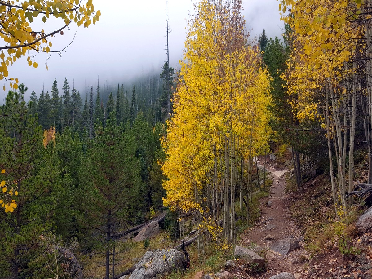 Fog and aspen trees on the Ouzel Falls Hike in the Rocky Mountain National Park, Colorado