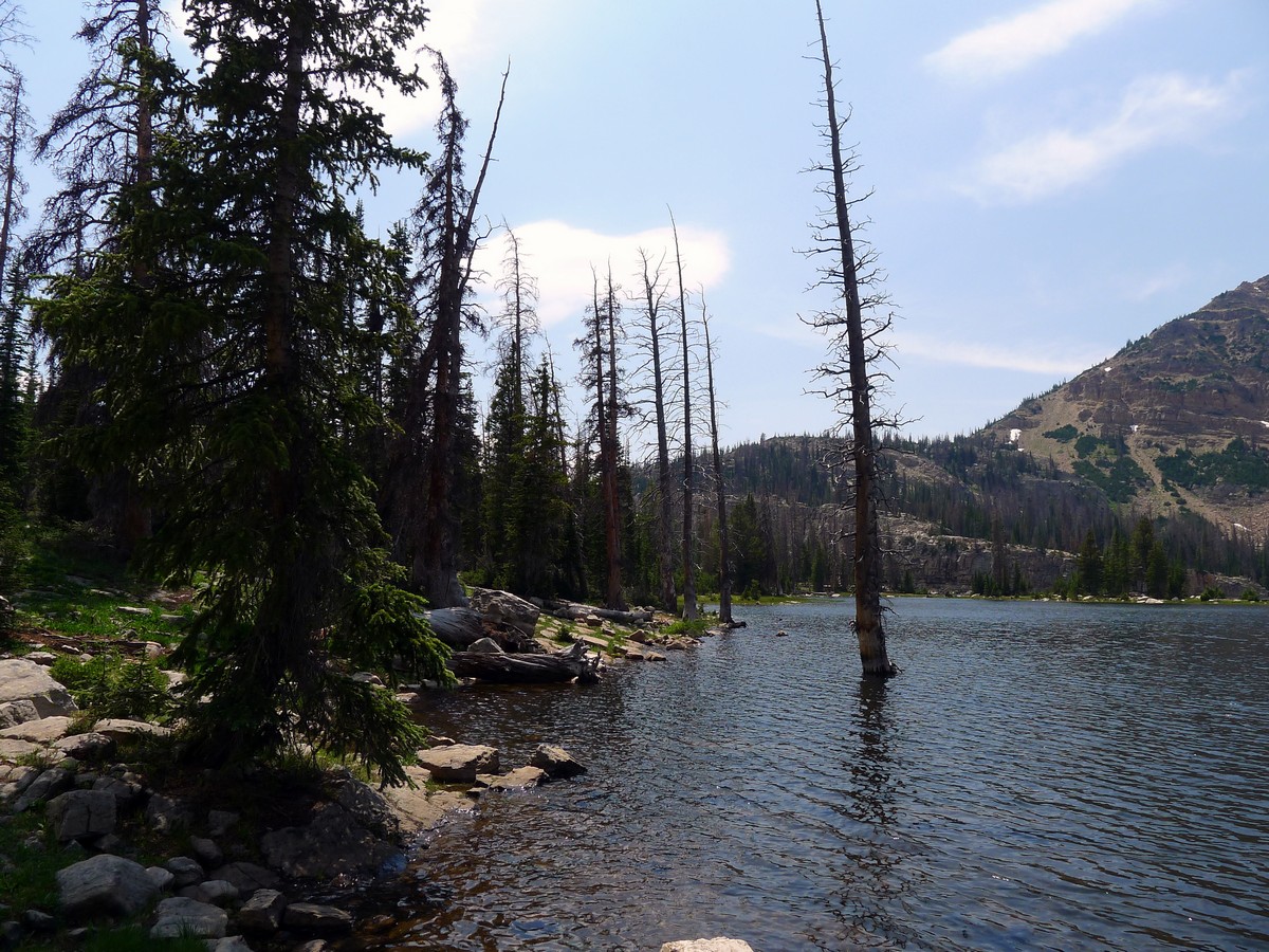 Tree growing in the lake on the Notch Lake hike in the Uinta Mountains, Utah