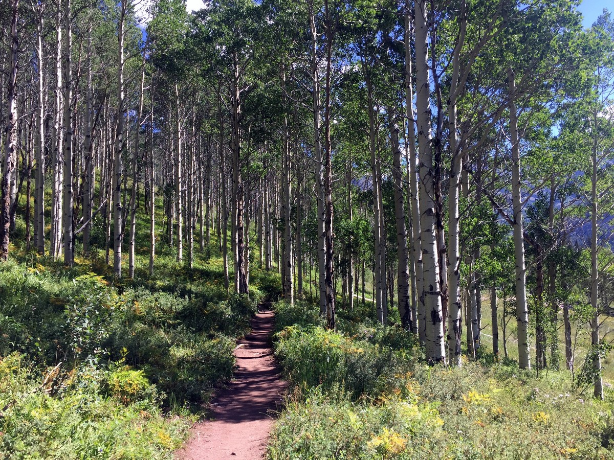 Aspen Grove views on the Upper Piney River Falls Trail Hike near Vail, Colorado