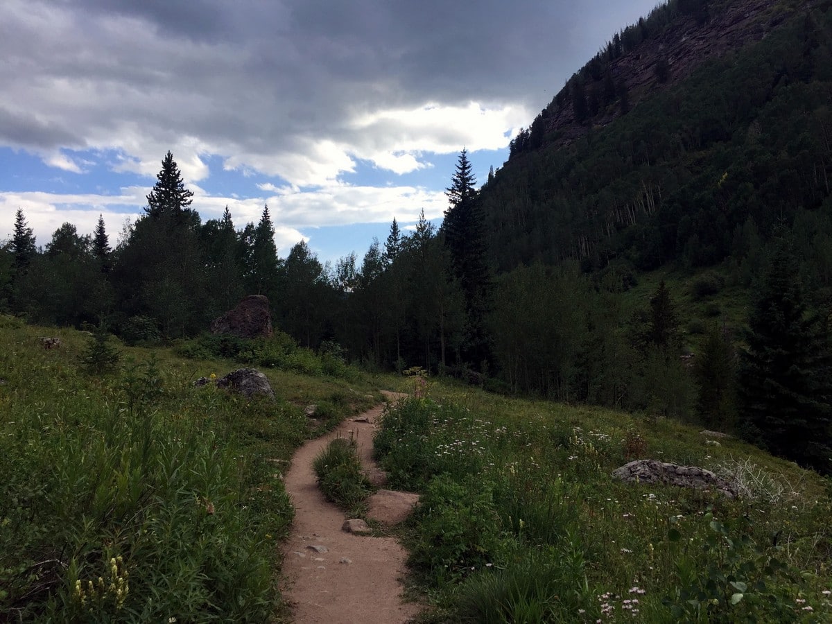 Pine trees on the Booth Falls Trail Hike near Vail, Colorado