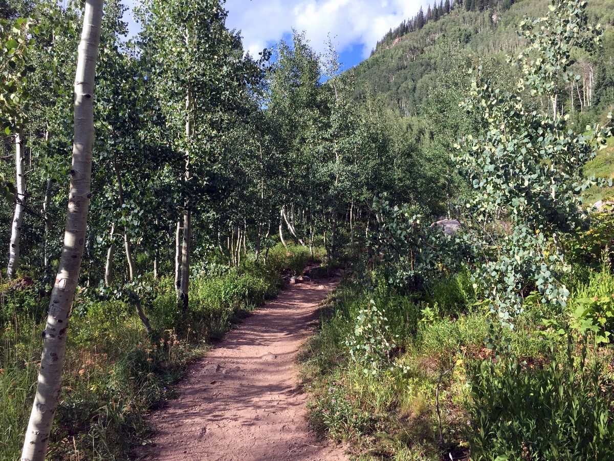 Aspens on the Booth Falls Trail Hike near Vail, Colorado