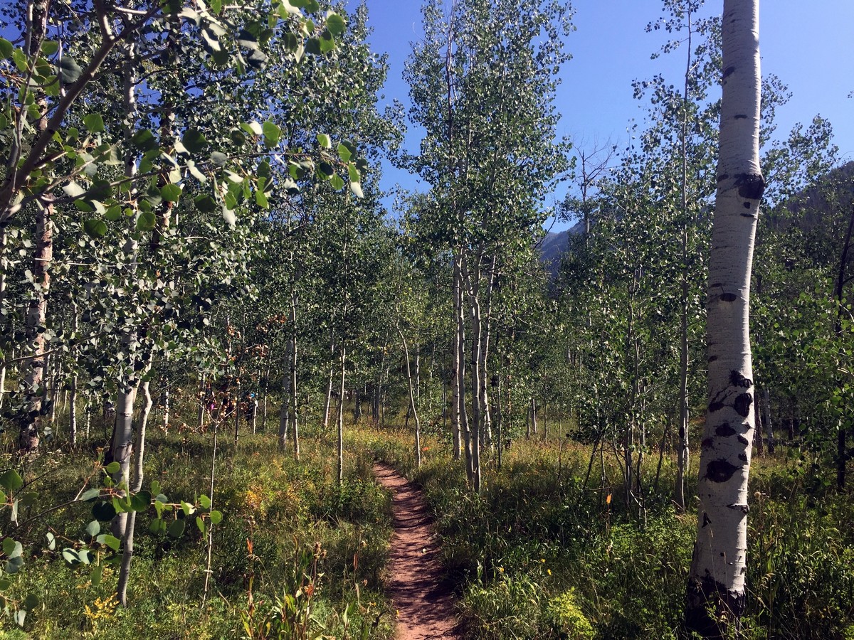 Aspen grove on the Pitkin Lake Trail Hike near Vail, Colorado