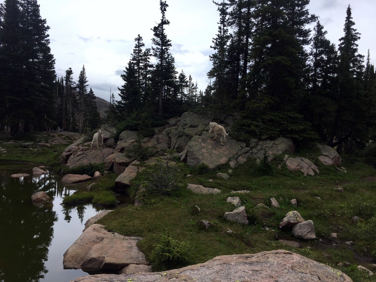 Mountain goats on the Gore Lake Trail Hike near Vail, Colorado