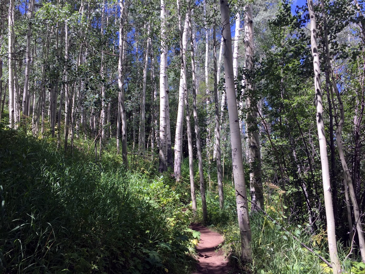 Aspens on the Berrypicker Trail Hike near Vail, Colorado