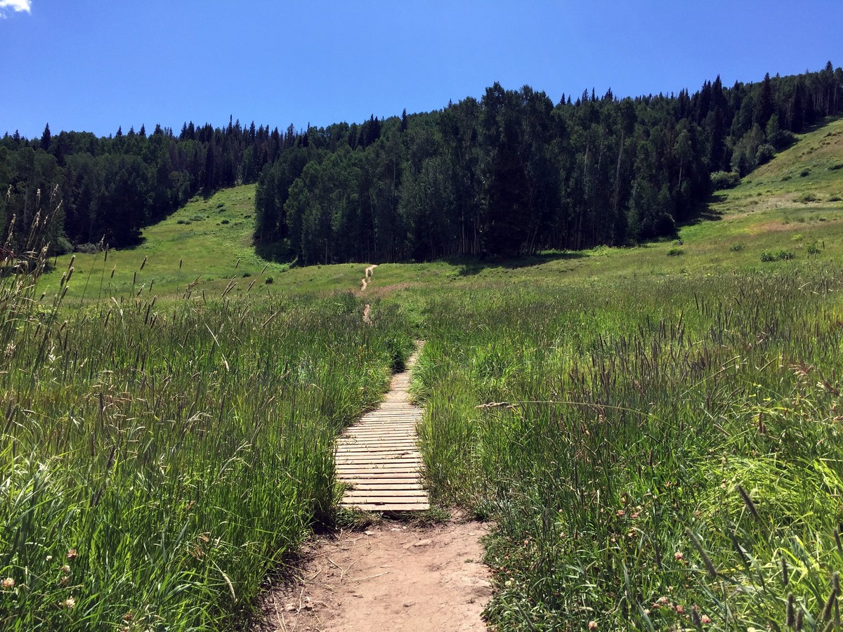 Meadow on the Berrypicker Trail Hike near Vail, Colorado