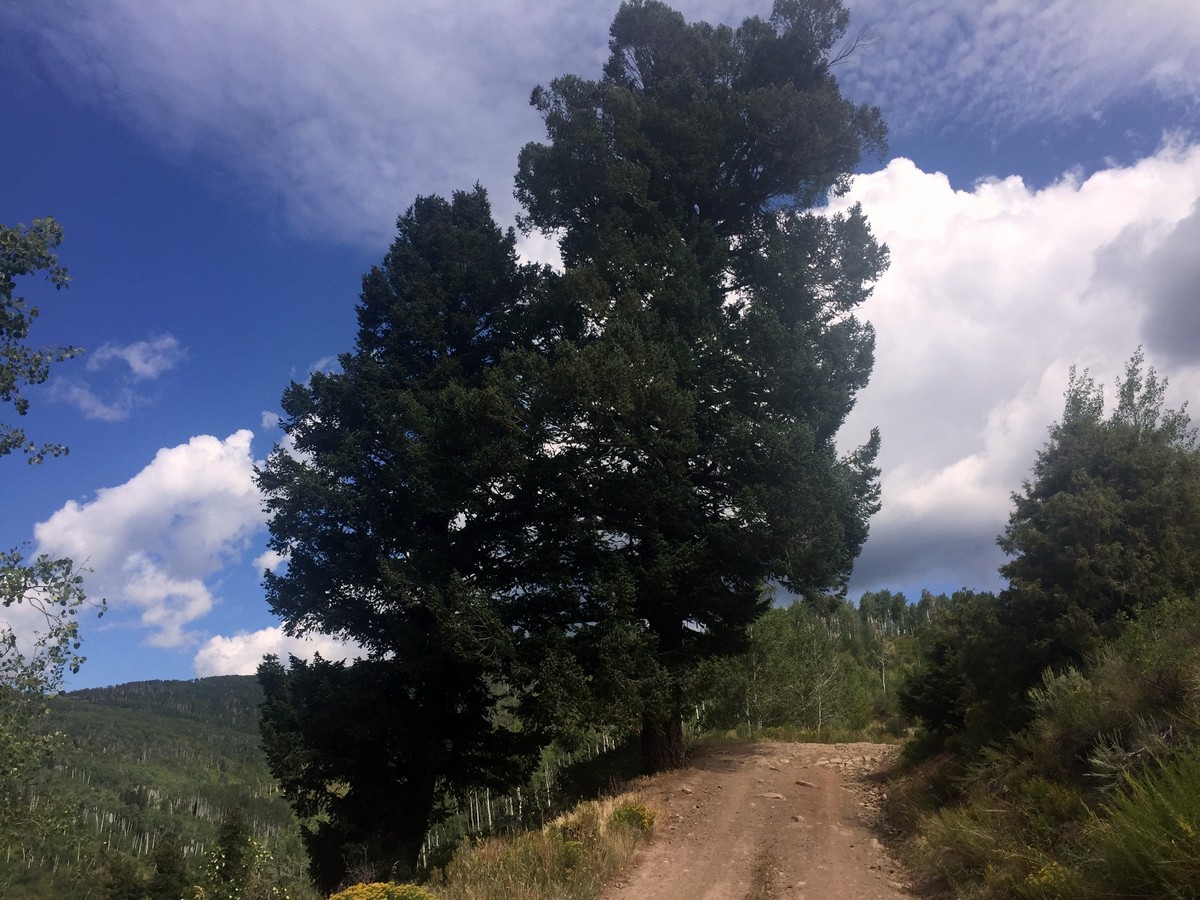 Large trees along the Davos Trail Hike near Vail, Colorado