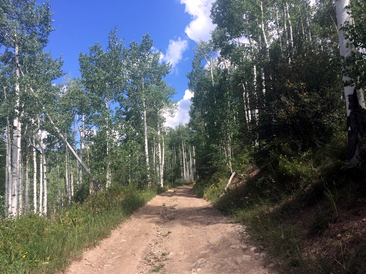 Tall aspens on the Davos Trail Hike near Vail, Colorado