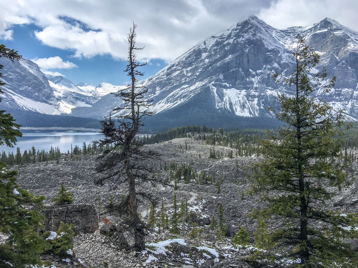 Trees along the Upper Kananaskis Lake Hike in Kananaskis, near Canmore