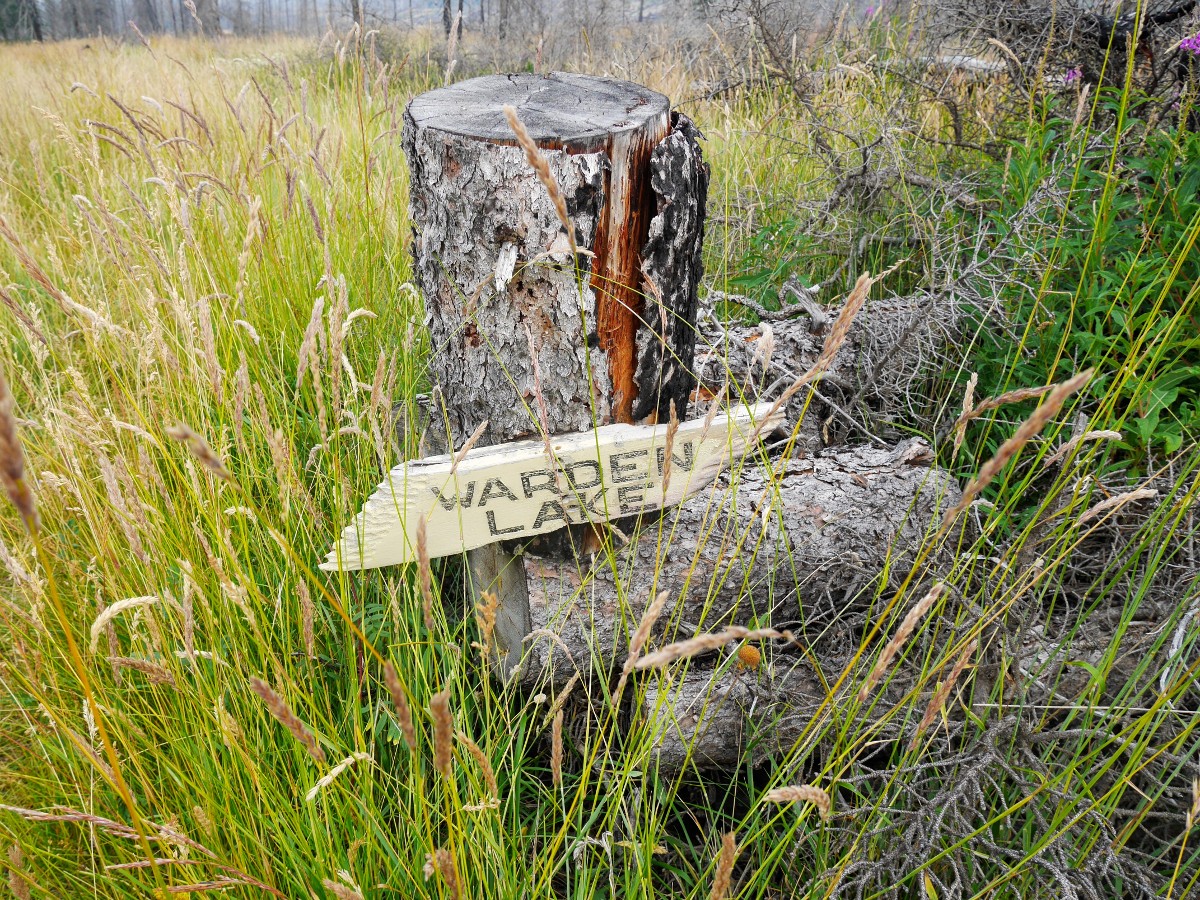 Regrowth around the sign on the Warden Lake Hike from the Icefields Parkway near Banff National Park