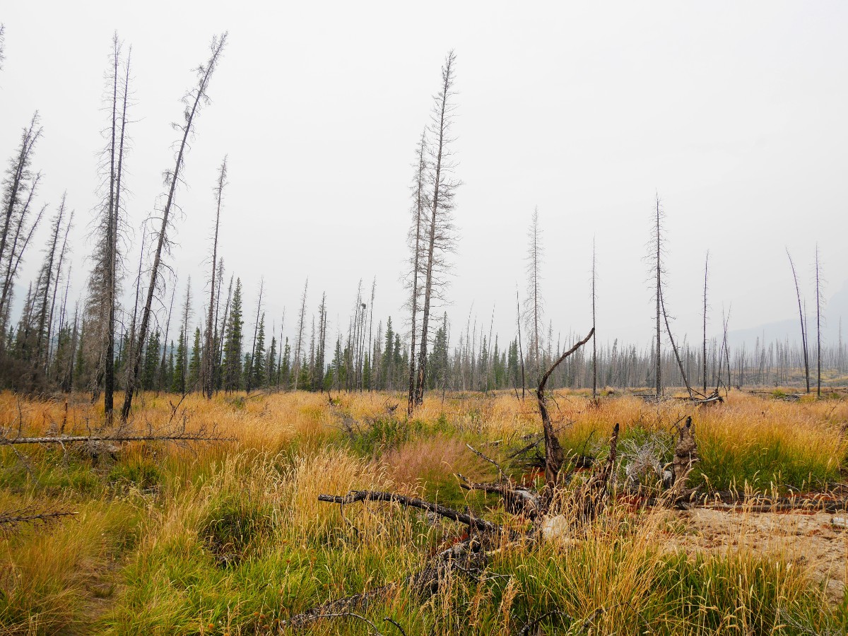 Grass and burnt lodgepole pines on the Warden Lake Hike from the Icefields Parkway near Banff National Park